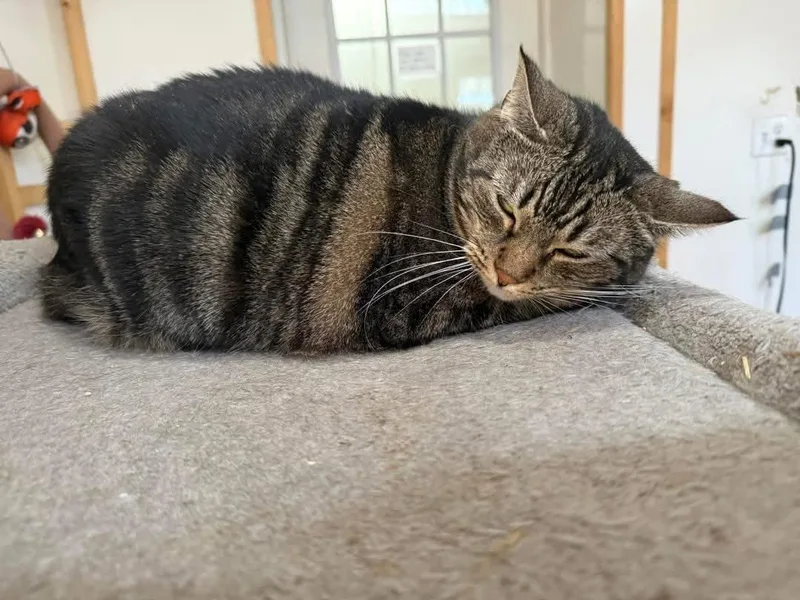 Tiger Lily thumbnail 3