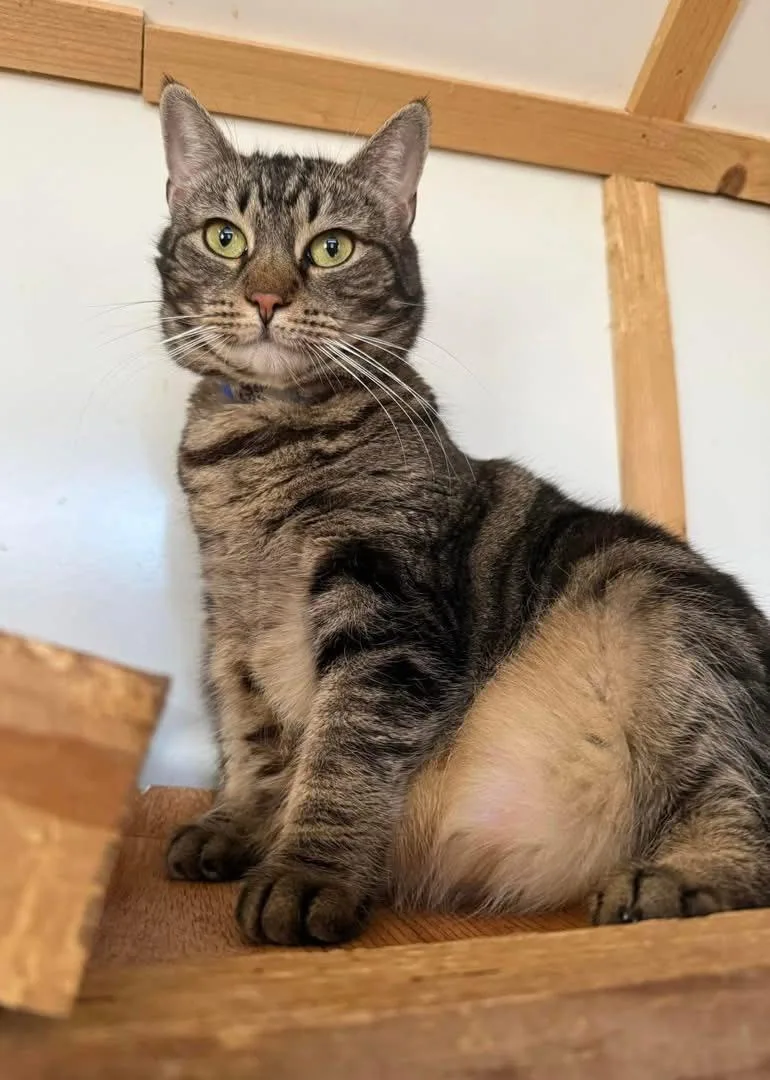 Tiger Lily thumbnail 4