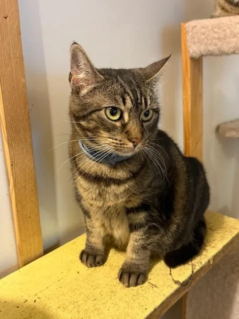 Tiger Lily thumbnail 5