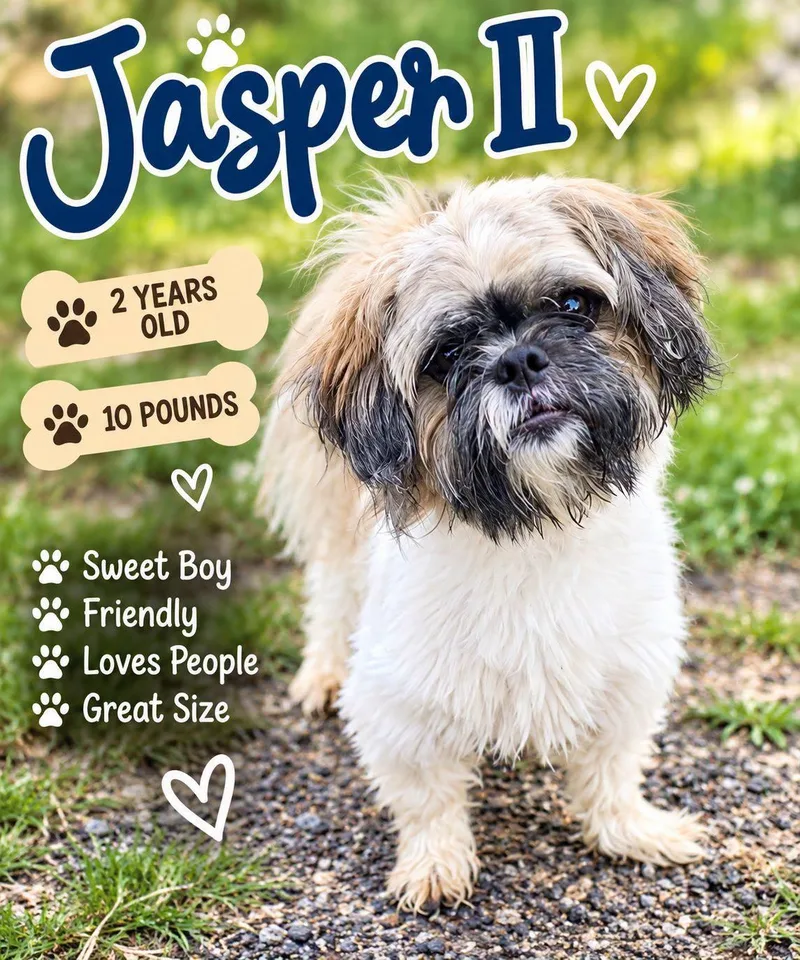 A young small-sized male Brussels Griffon dog named Jasper II for adoption in Fort Worth, TX