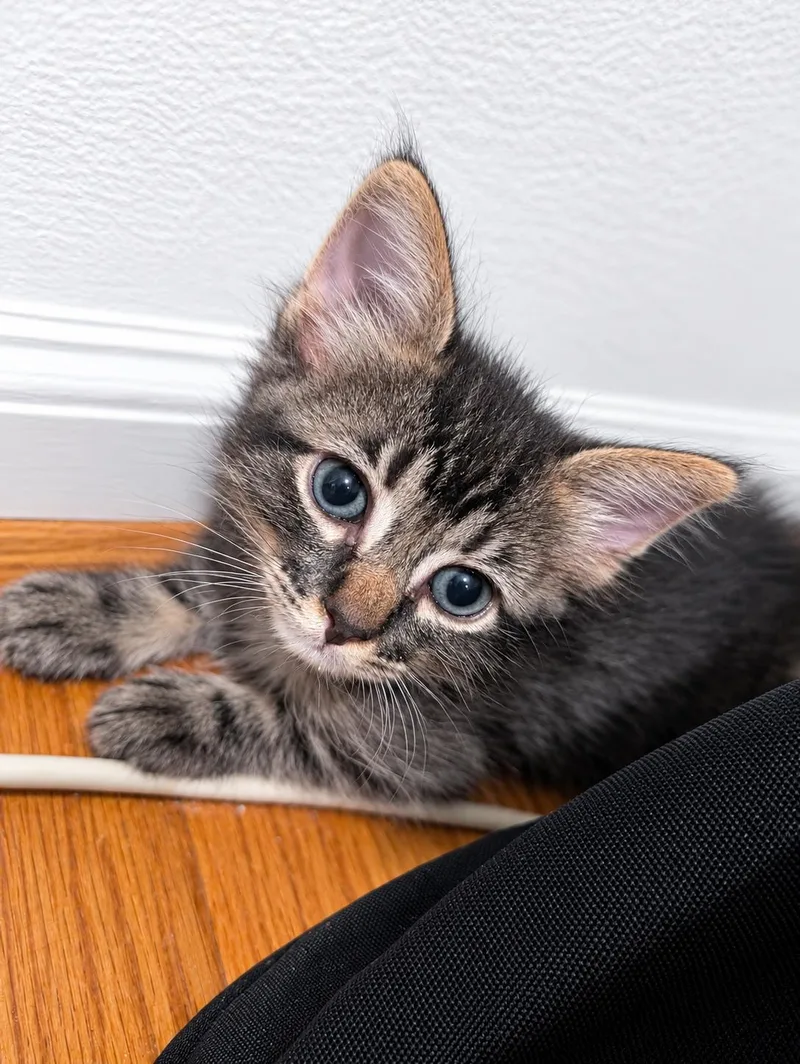 A baby medium-sized male Tabby (Gray / Blue / Silver) Domestic Medium Hair cat named Larkspur for adoption in Los Angeles, CA