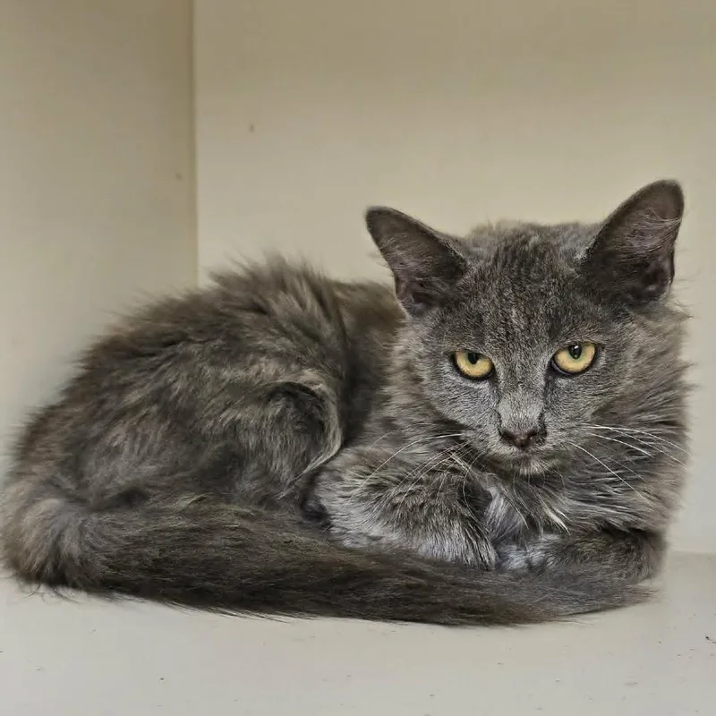 A young small-sized female Gray / Blue / Silver Domestic Short Hair cat named Sassy for adoption in Las Cruces, NM