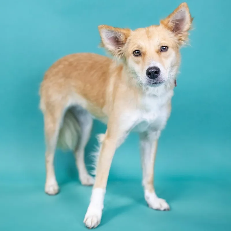 An adult small-sized female Yellow / Tan / Blond / Fawn Mixed Breed dog named Coqueta for adoption in Portland, OR