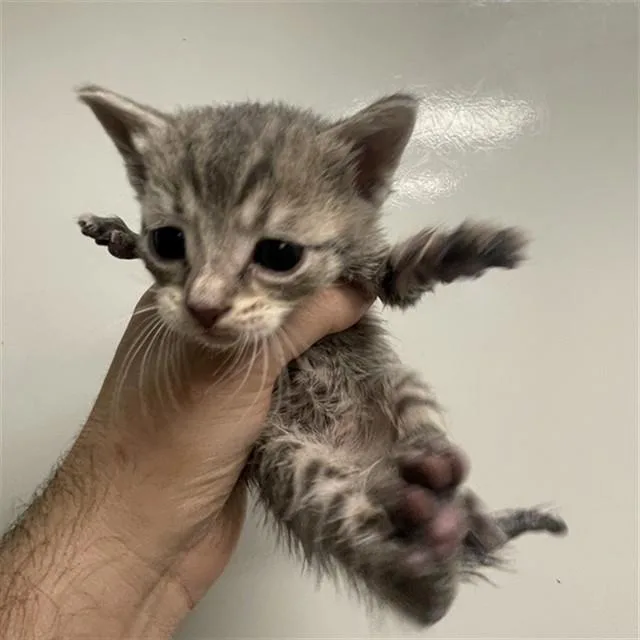 A baby small-sized female Domestic Short Hair cat named Mint for adoption in Ontario, CA