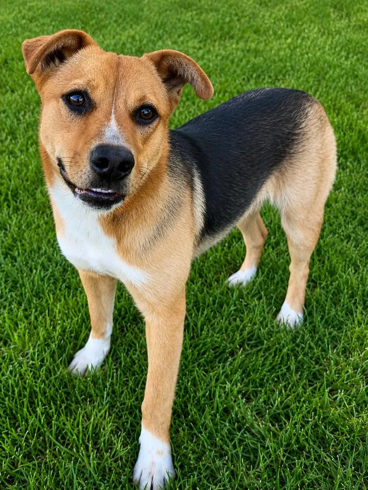 A young medium-sized female German Shepherd Dog dog named Bonnie for adoption in Pleasant Hill, CA