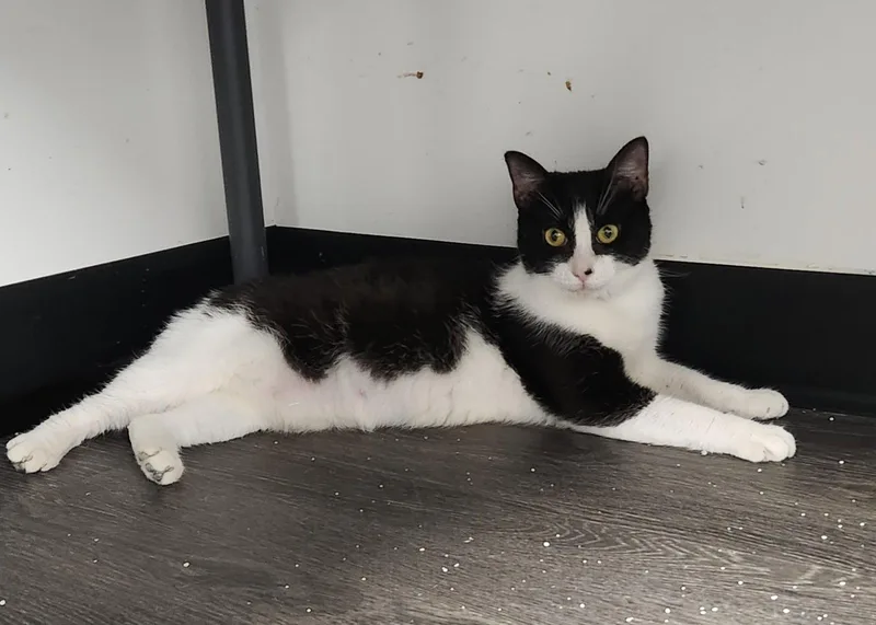 A young medium-sized male Black Domestic Short Hair cat named Velcro for adoption in Herndon, VA