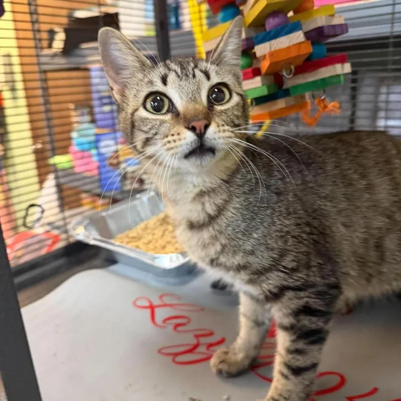 A young medium-sized female Domestic Short Hair cat named Flopsy for adoption in Madill, OK