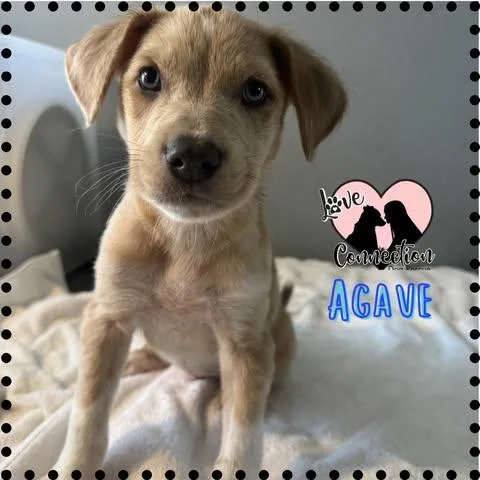 Agave