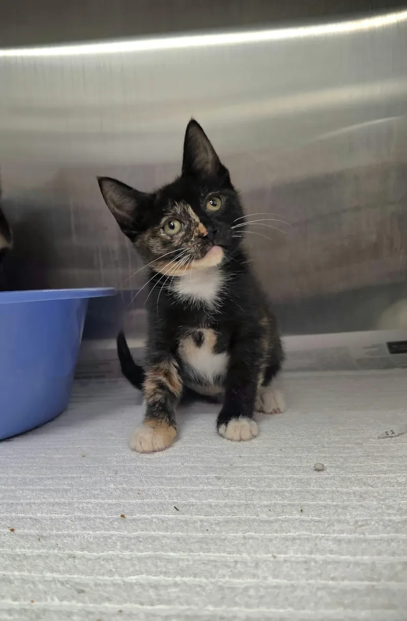 A baby medium-sized female Dilute Calico Domestic Short Hair cat named Snapdragon for adoption in Umatilla, FL