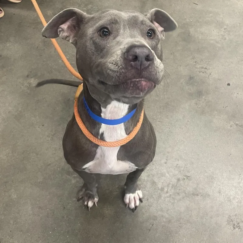 An adult medium-sized male Gray / Blue / Silver Terrier dog named Leon for adoption in Tampa, FL