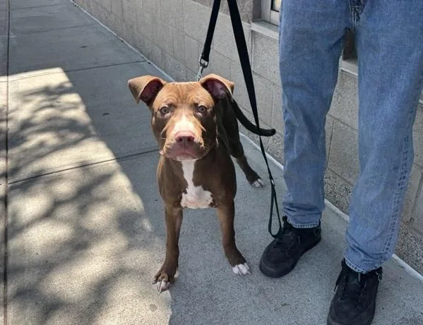 A young medium-sized male Mixed Breed dog named Rocco for adoption in New York, NY
