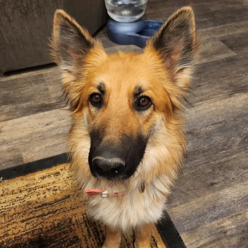 Samantha