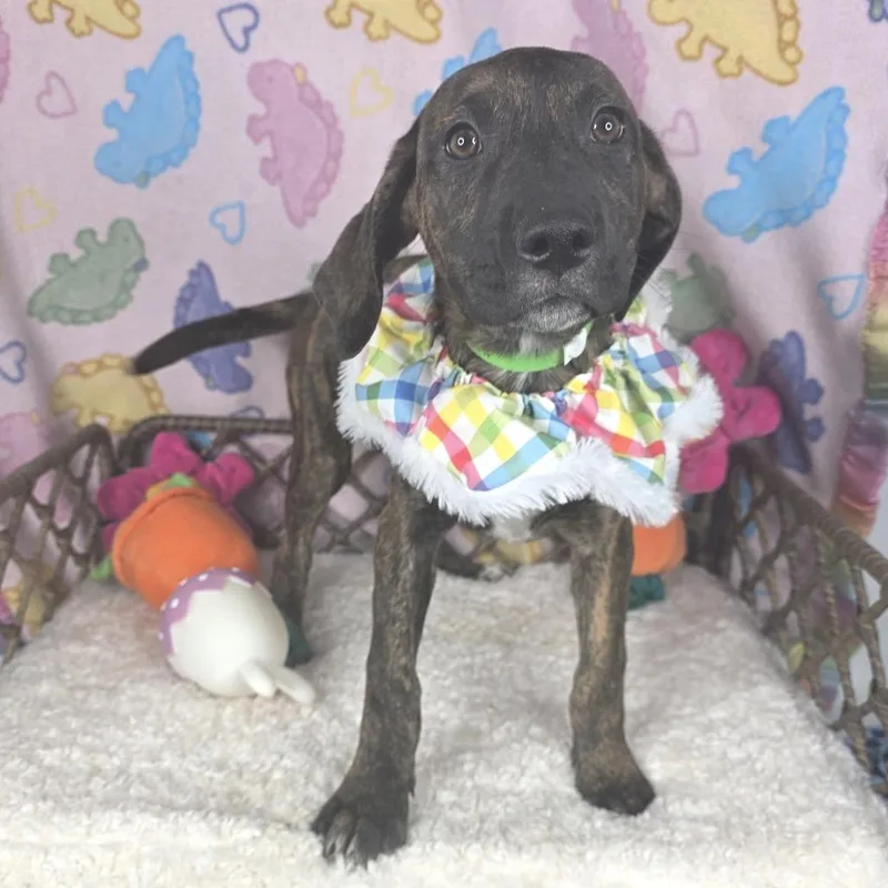 A young medium-sized female Black Labrador Retriever dog named Daisy for adoption in Fort Wayne, IN