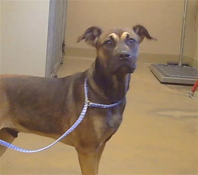 A baby small-sized male Pit Bull Terrier dog named Benzo for adoption in Sacramento, CA