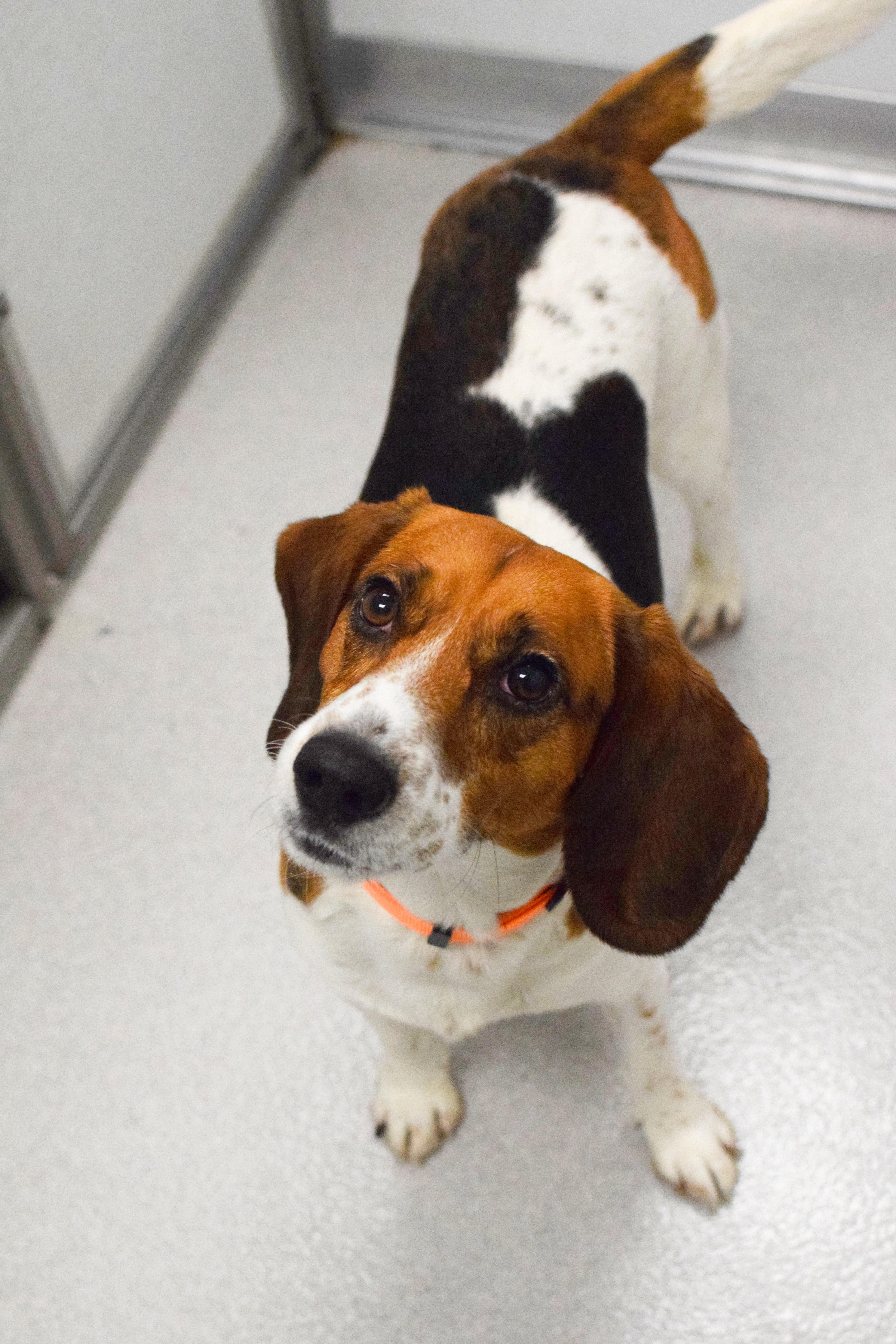 An adult medium-sized male Tricolor (Brown, Black, & White) Beagle dog named Pluto for adoption in Pontiac, MI