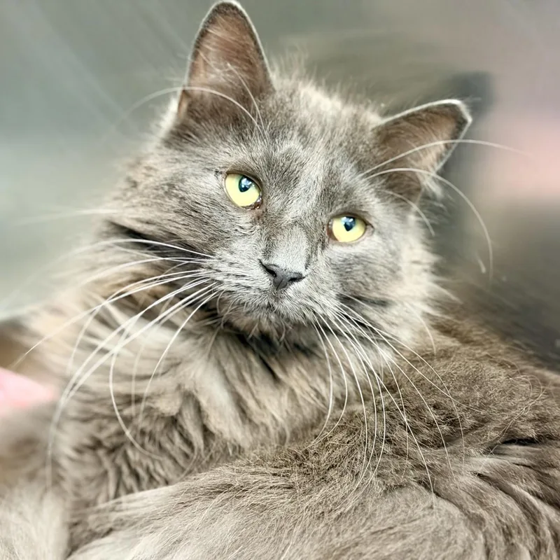 An adult medium-sized male Gray / Blue / Silver Domestic Medium Hair cat named Tony Montana for adoption in Jackson, NJ