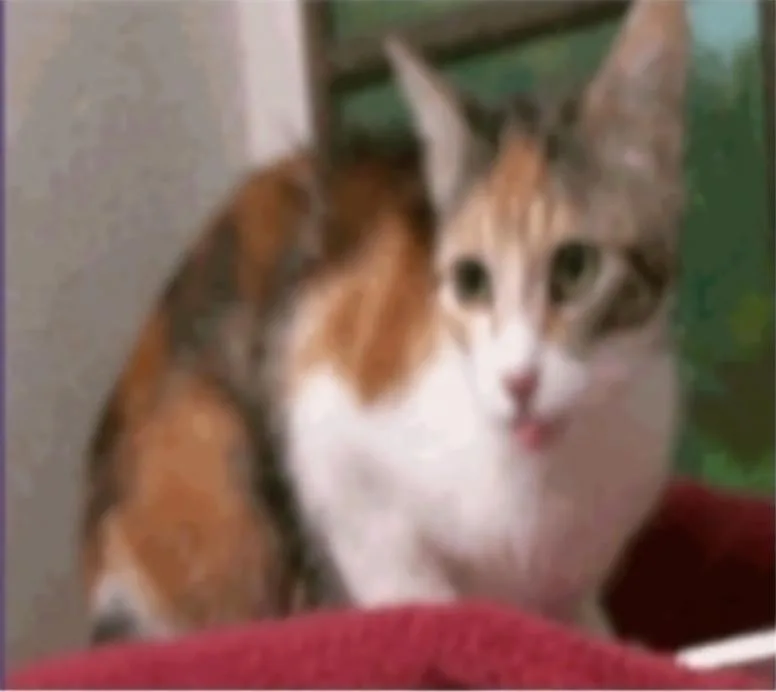 An adult medium-sized female Orange & White Domestic Short Hair cat named Captain Marvel for adoption in Sedalia, CO