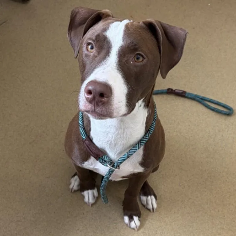 A young medium-sized male Pit Bull Terrier dog named Count Chocula for adoption in Derwood, MD