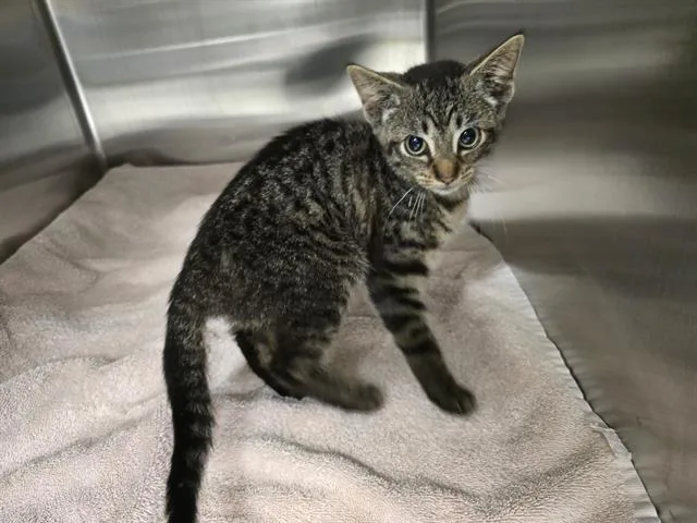 A baby small-sized female Domestic Short Hair cat named Caraway for adoption in Aliquippa, PA