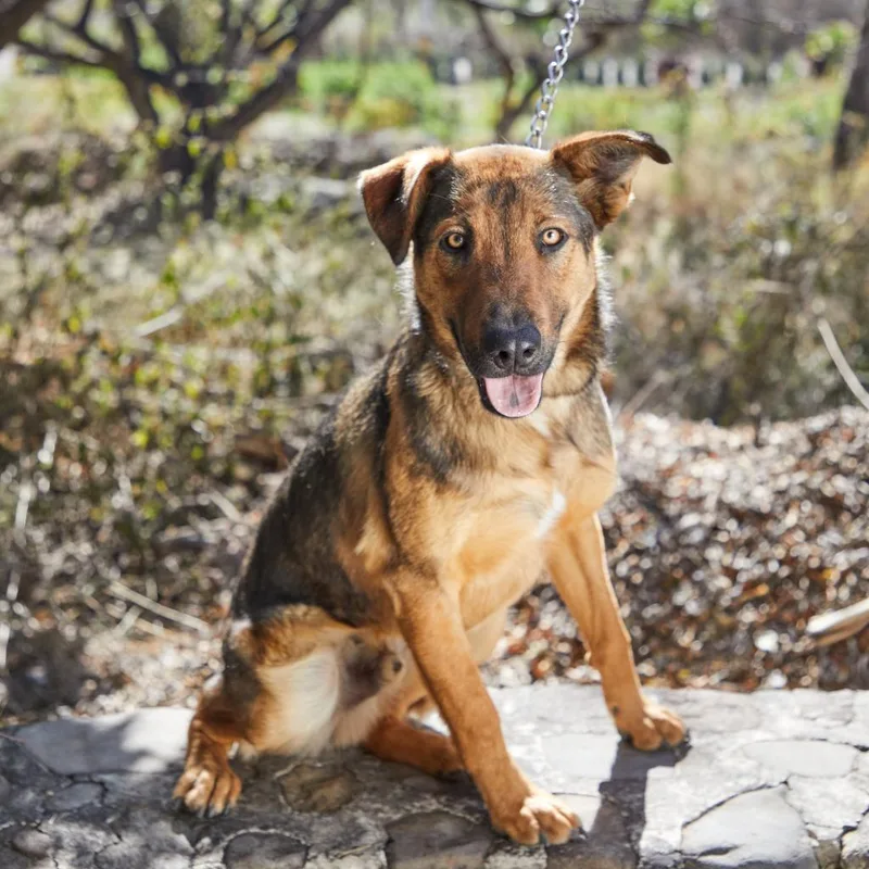 Ranger