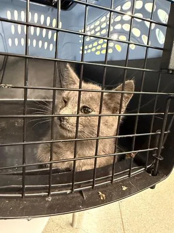 A baby small-sized male Domestic Short Hair cat named Ares for adoption in San Martin, CA