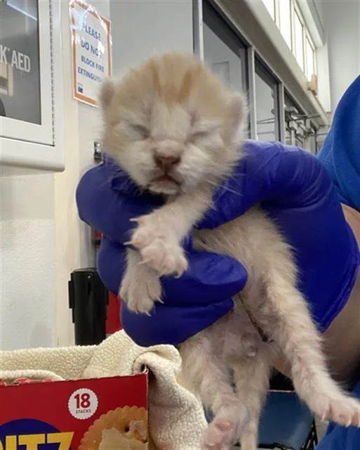 A baby medium-sized male Domestic Short Hair cat named Pecan for adoption in Dallas, TX