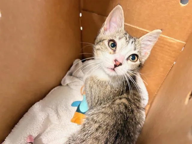 A baby small-sized female Domestic Short Hair cat named Joyburst for adoption in Tustin, CA