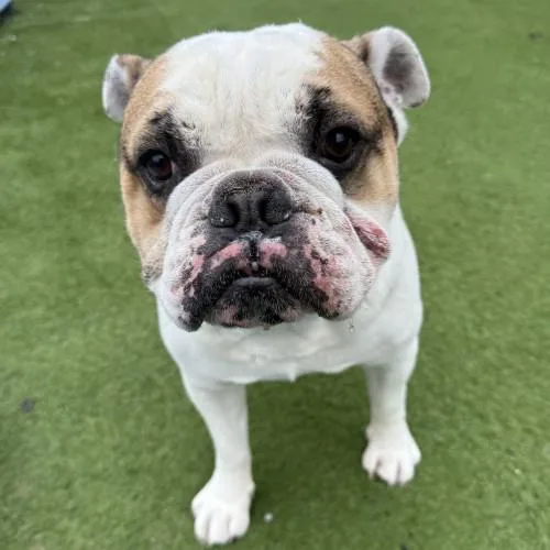 An adult medium-sized male English Bulldog dog named Dimple for adoption in Groton, CT