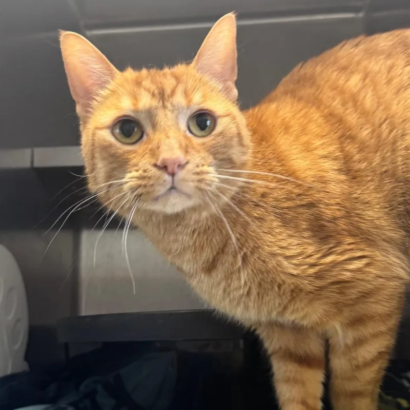 An adult medium-sized male Orange / Red Domestic Short Hair cat named Moris for adoption in West Olive, MI