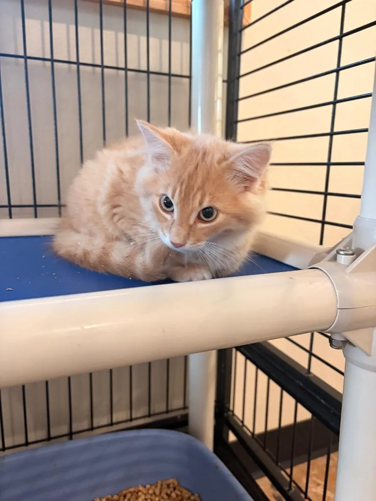 A baby medium-sized male Domestic Medium Hair cat named O Parsnip for adoption in Ashland, WI