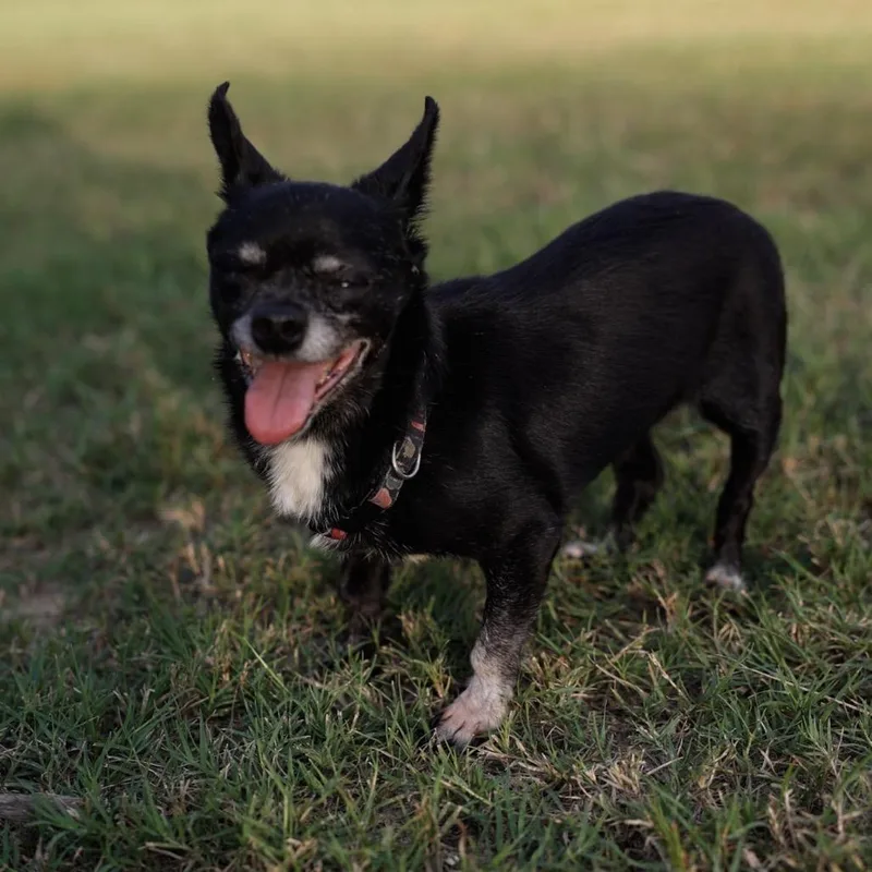 A senior small-sized female Chihuahua dog named Joy for adoption in Baton Rouge, LA