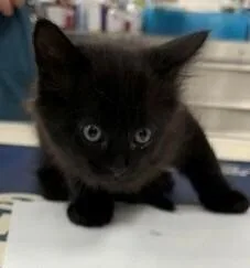 A baby small-sized male Domestic Short Hair cat named Grayson for adoption in Dawson, GA