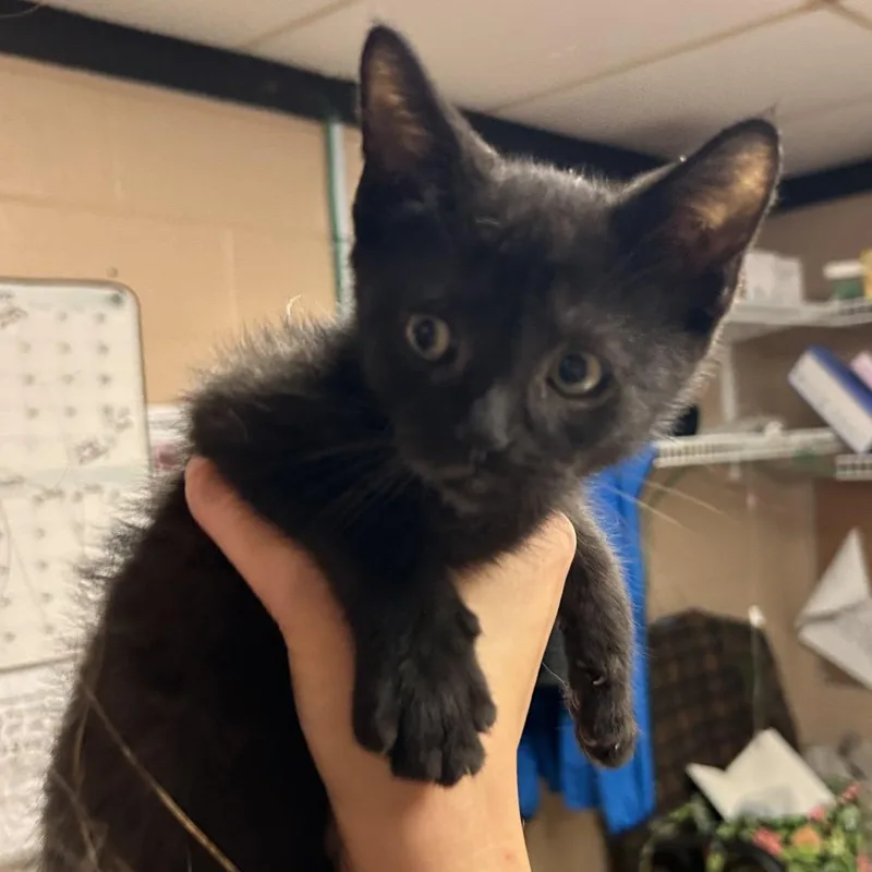 A baby small-sized female Black Domestic Short Hair cat named Kala for adoption in Newport, NC