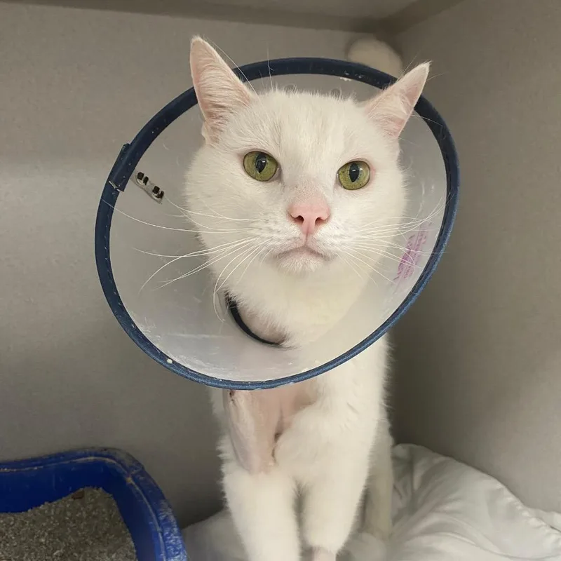 A senior small-sized male Domestic Short Hair cat named Dr Bojangles for adoption in Los Angeles, CA