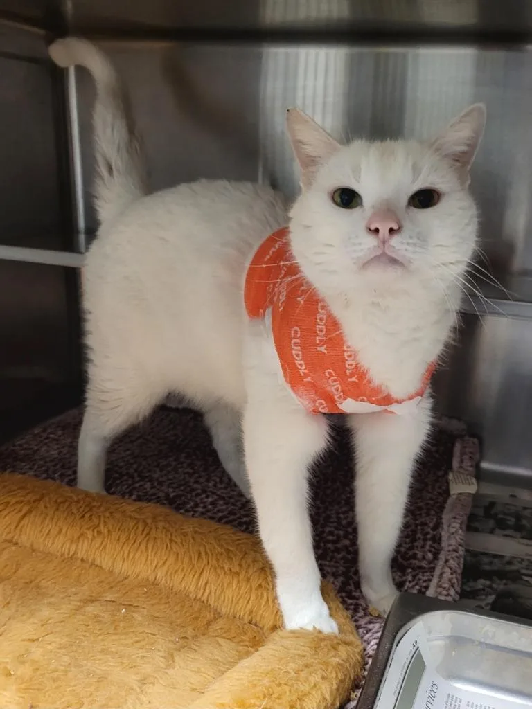 Dr Bojangles thumbnail 3