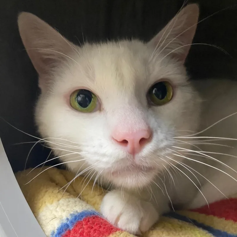 Dr Bojangles thumbnail 5