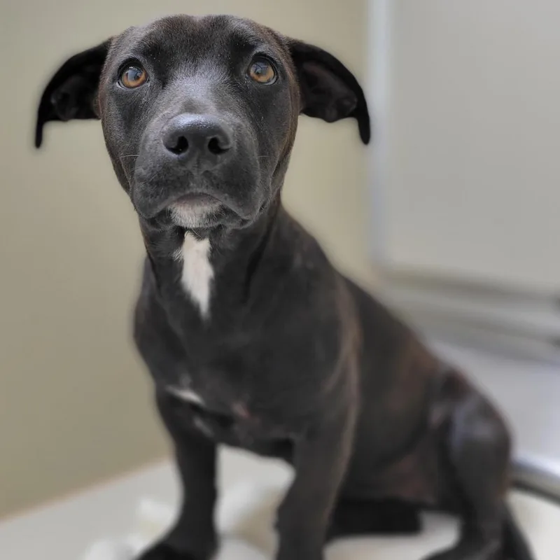 A young small-sized female Black Mixed Breed dog named Leda for adoption in Sarasota, FL