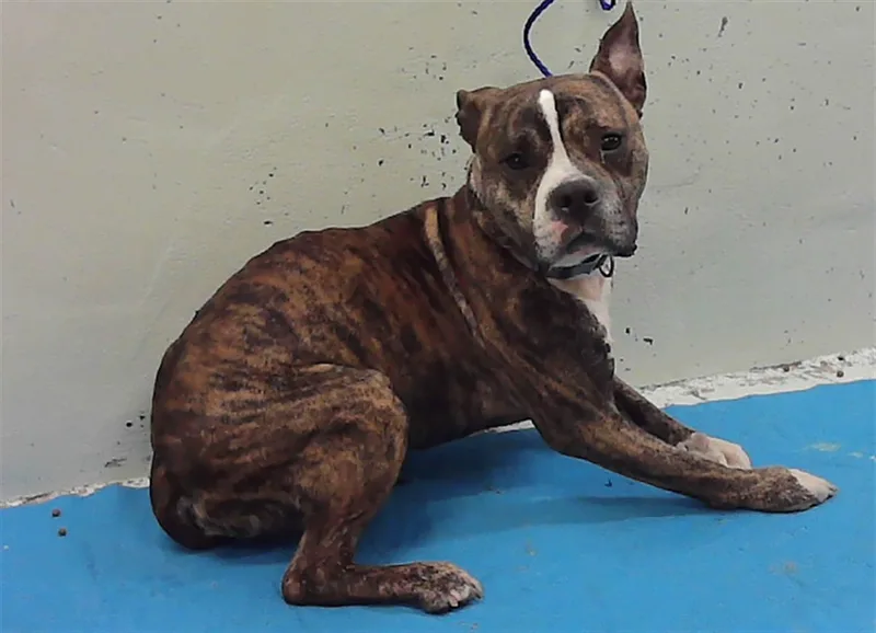 An adult medium-sized male Staffordshire Bull Terrier dog named Lance for adoption in Houston, TX