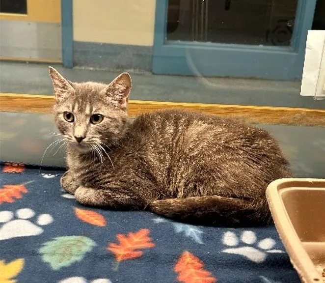 A young small-sized female Domestic Short Hair cat named Wendy for adoption in Suffolk, VA