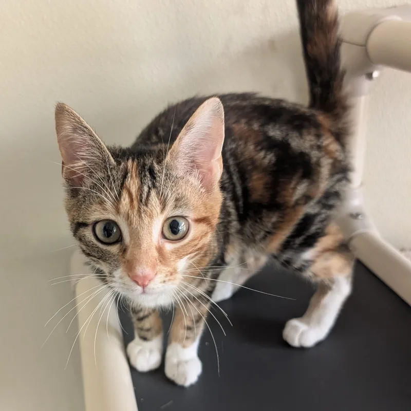 A young medium-sized female Torbie Domestic Short Hair cat named Lila for adoption in Suffolk, VA