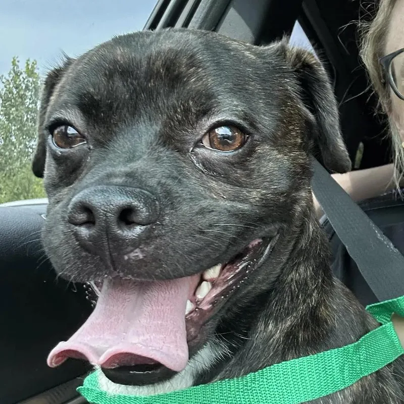 A young medium-sized male Brindle Mixed Breed dog named Rufus for adoption in Hinsdale, IL