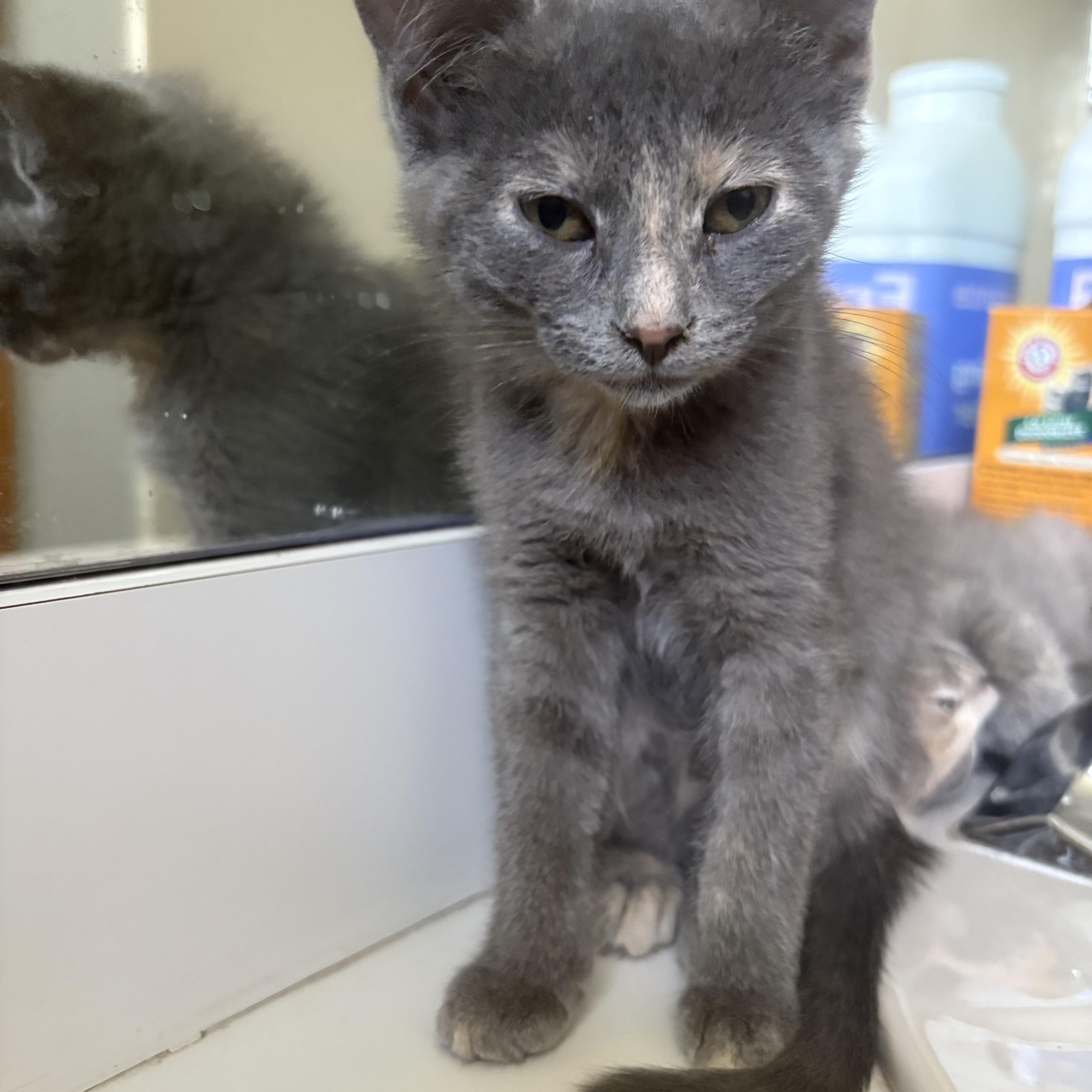 A baby medium-sized female Dilute Tortoiseshell Domestic Short Hair cat named Willow for adoption in Buffalo, NY
