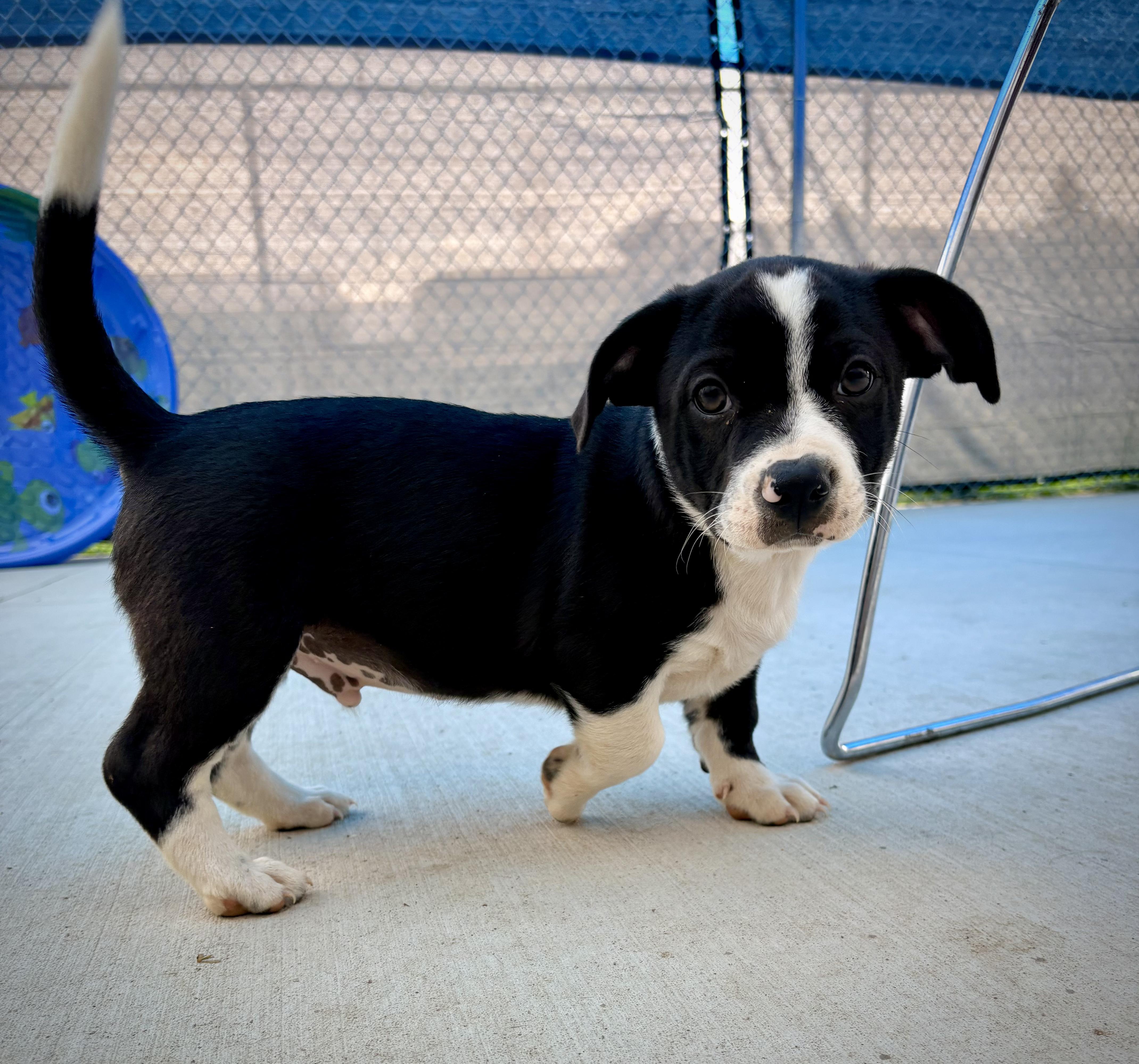 A baby medium-sized male Black Corgi dog named Poxi for adoption in Kalamazoo, MI