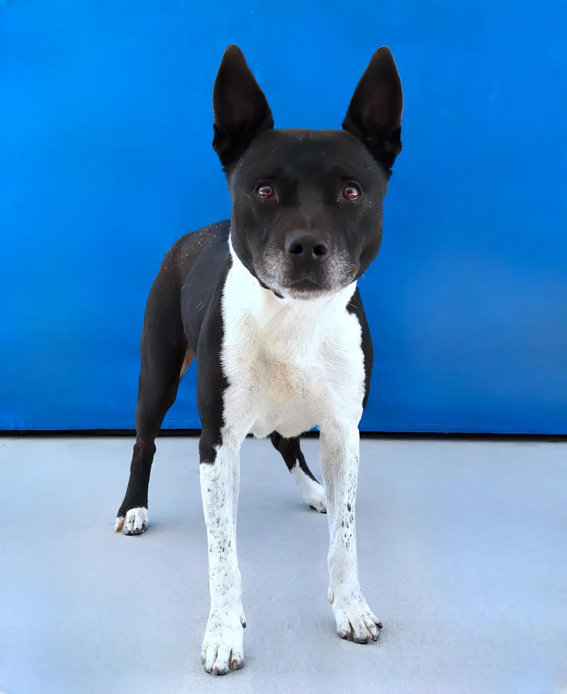 An adult medium-sized male Cattle Dog dog named Harrison for adoption in Pasadena, CA