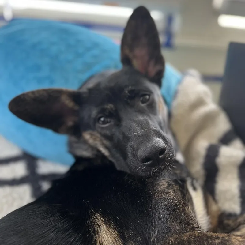 Bonpensiero Home To Home thumbnail 2