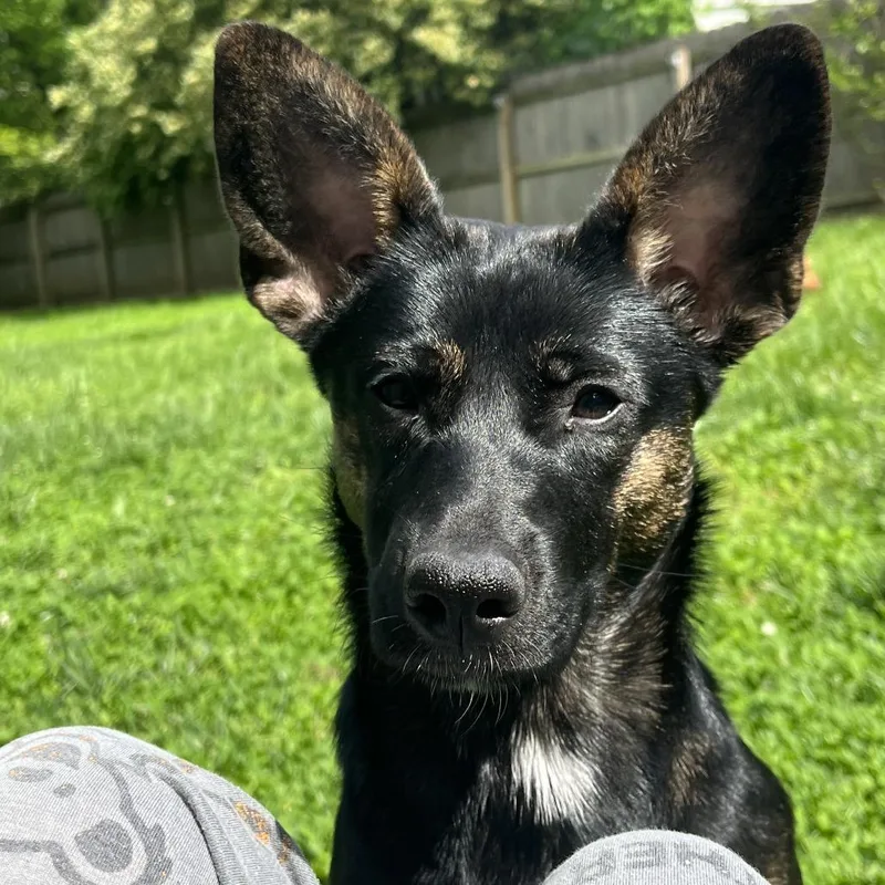 Bonpensiero Home To Home thumbnail 3