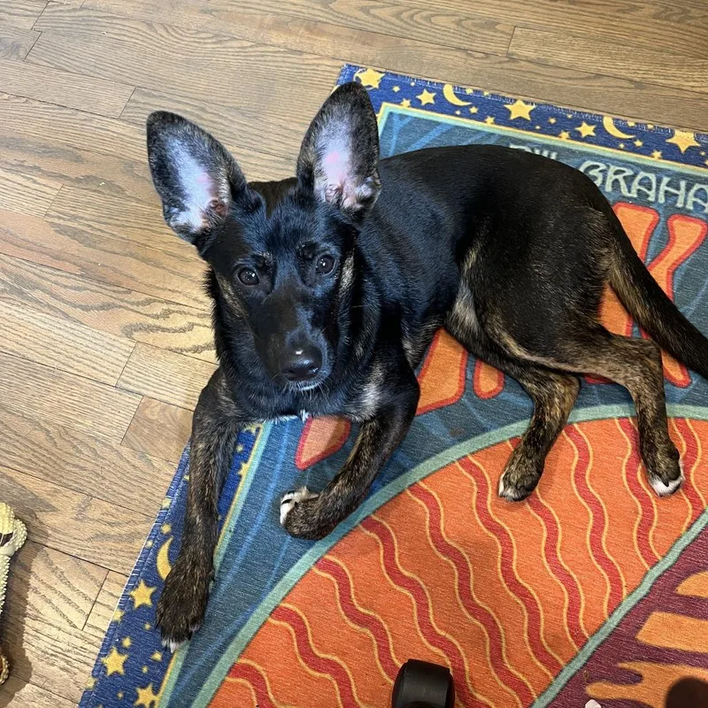 An adult small-sized female Brindle Mixed Breed dog named Bonpensiero Home To Home for adoption in South Elgin, IL