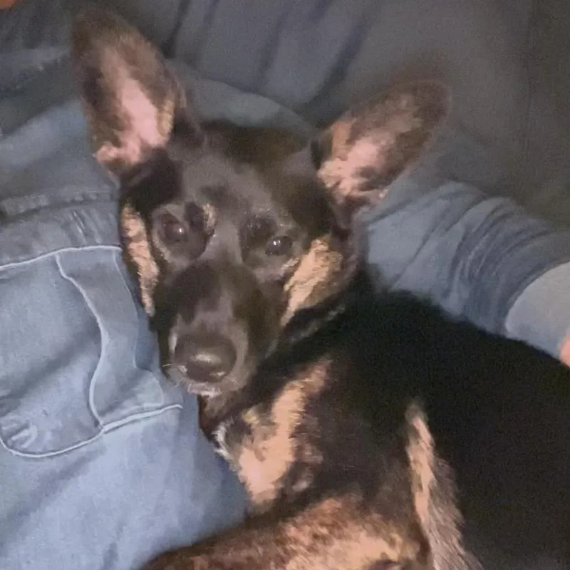 Bonpensiero Home To Home thumbnail 4