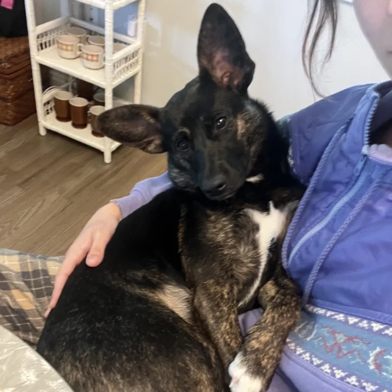 Bonpensiero Home To Home thumbnail 5