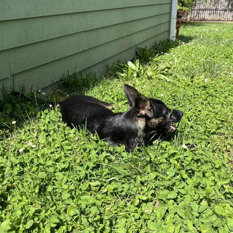 Bonpensiero Home To Home thumbnail 6